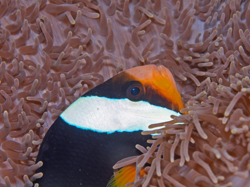 Tomato Anemone Fish